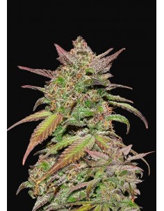 Fast Buds - Smoothie Auto