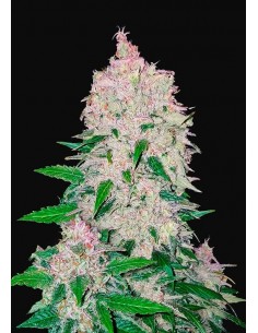 Fast Buds - Stardawg Auto