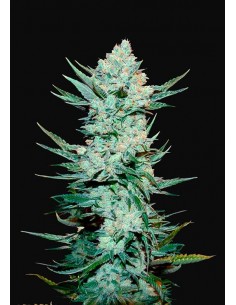 Fast Buds - Tangie'matic Auto