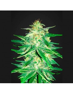 Fast Buds - Zkittlez Auto