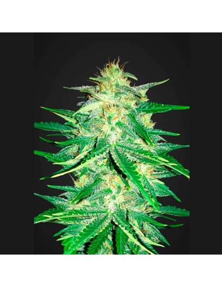 Fast Buds - Zkittlez Auto