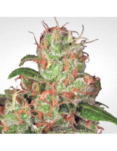 Paradise Seeds - Auto Acid 2