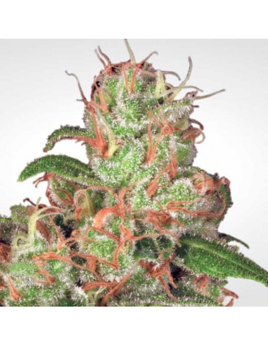 Paradise Seeds - Auto Acid 