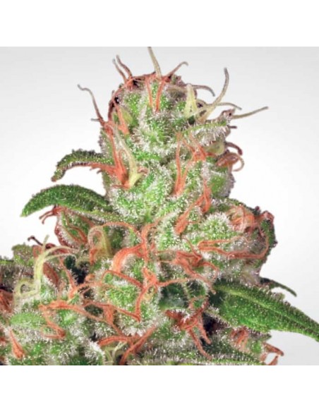 Paradise Seeds - Auto Acid 