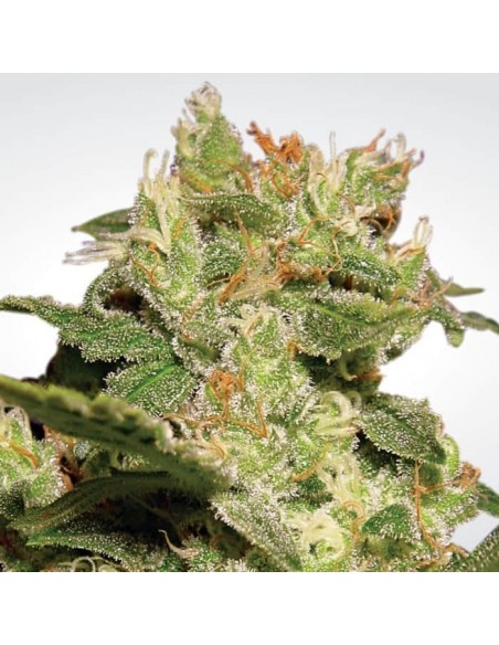 Paradise Seeds - Auto Jack