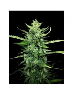 Paradise Seeds - Auto Kong 4 - 1 Seme 2