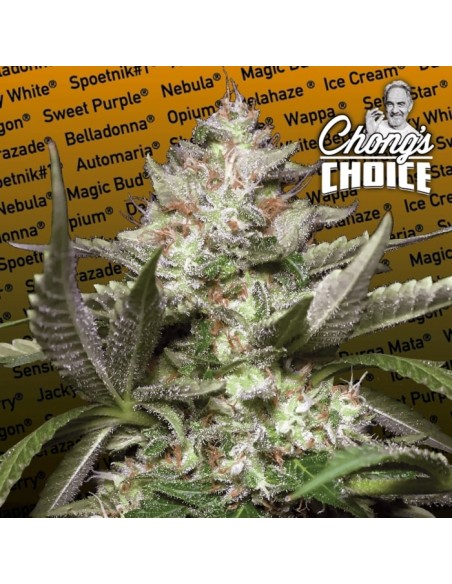 Paradise Seeds - Auto Kong 4