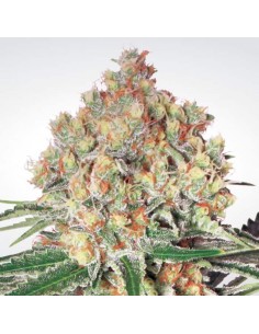 Paradise Seeds - Auto Wappa 2