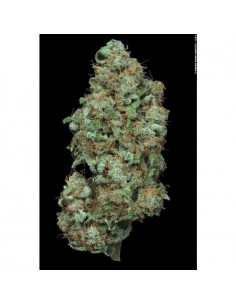 Paradise Seeds - Auto Wappa 2