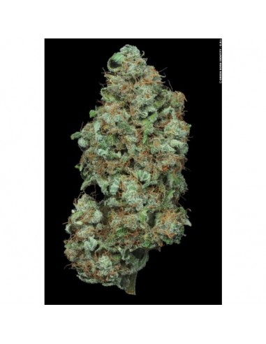 Paradise Seeds - Auto Wappa