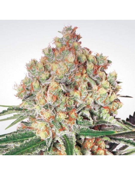 PARADISE SEEDS - AUTO WAPPA - 5 SEMI