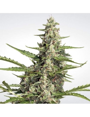 Paradise Seeds - Auto Pandora