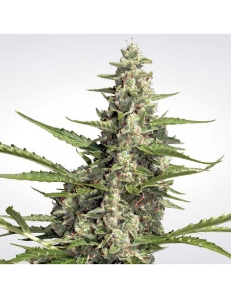 Paradise Seeds - Auto Pandora