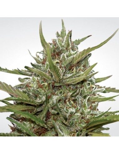 Paradise Seeds - Auto White Berry