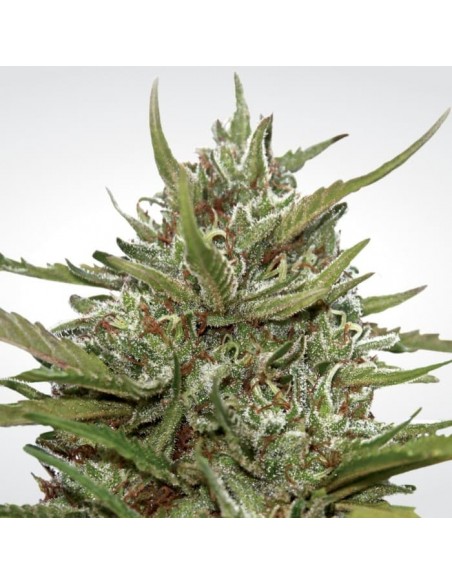 Paradise Seeds - Auto White Berry