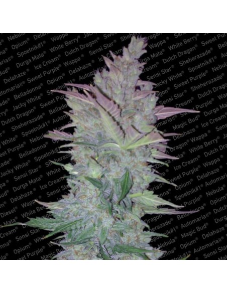 Paradise Seeds - Auto Vertigo