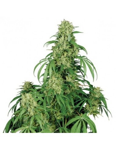 Buddha Seeds - Calamity Jane Auto