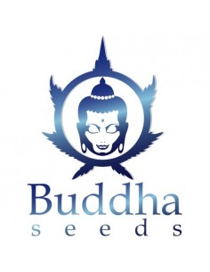 Buddha Seeds - Vests Auto 2