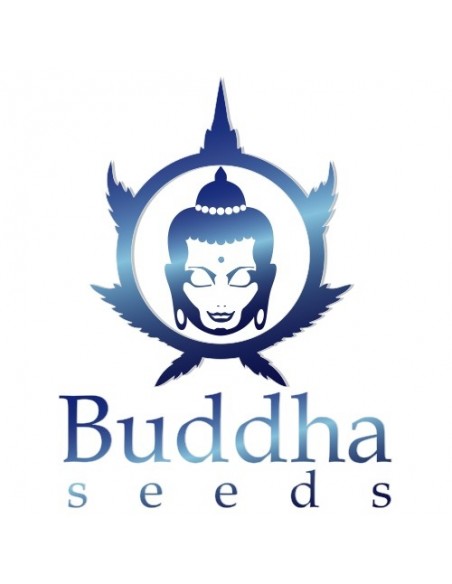Buddha Seeds - Vests Auto