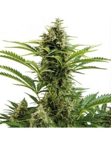 Buddha Seeds - Vests Auto