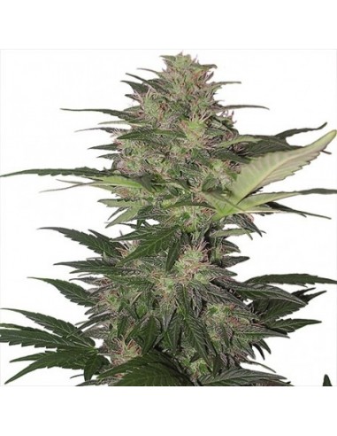Buddha Seeds - Red Dwarf Auto