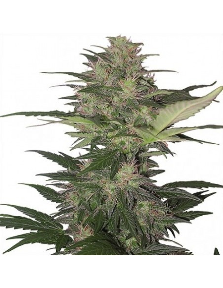Buddha Seeds - Red Dwarf Auto Buddha Seeds - Red Dwarf Auto