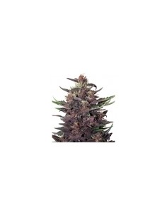 Buddha Seeds - Purple Kush Auto  2