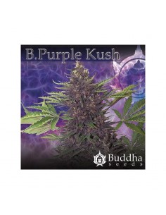 Buddha Seeds - Purple Kush Auto