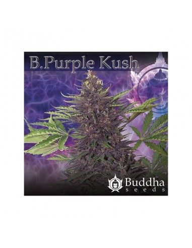 Buddha Seeds - Purple Kush Auto 
