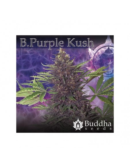 Buddha Seeds - Purple Kush Auto 