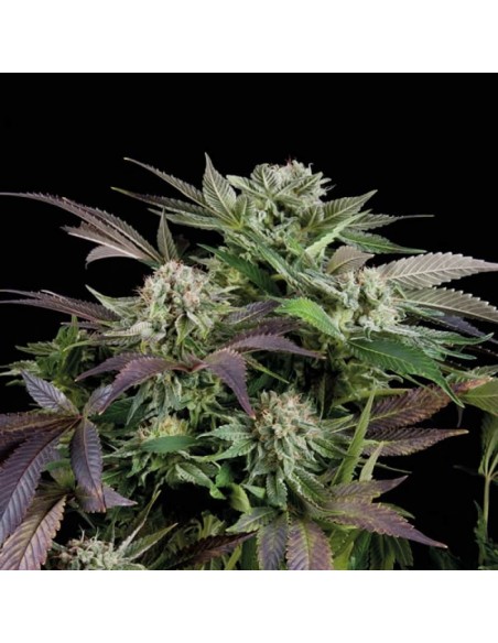 Trikoma Seeds - Blueberry Auto - 100 Semi