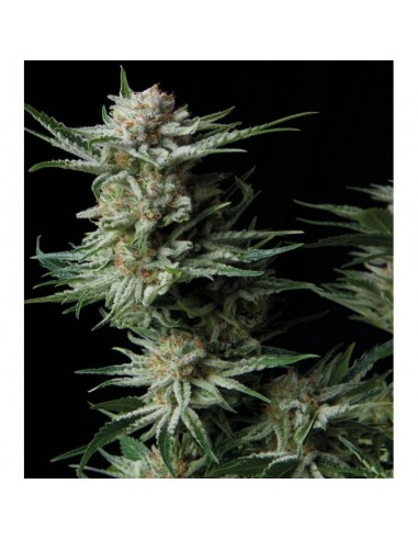 Trikoma Seeds - Patagonia Auto - 5 Semi