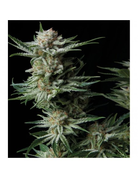 Trikoma Seeds - Patagonia Auto - 100 Semi