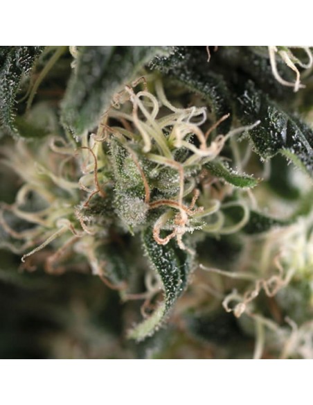 Trikoma Seeds - Super Cheese Auto - 100 Semi