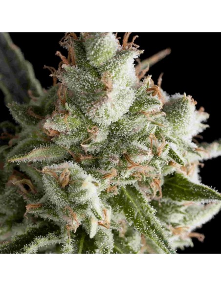 Trikoma Seeds - The Palmar Auto - 5 Semi