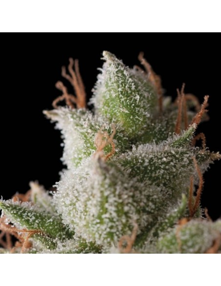 Trikoma Seeds - White Widow Auto - 100 Semi