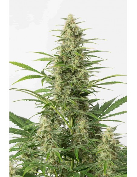 Dinafem - Sour Diesel Auto