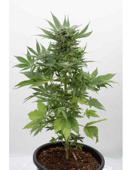 Dinafem - Sour Diesel Auto
