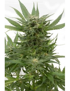 Dinafem - Sour Diesel Auto 2