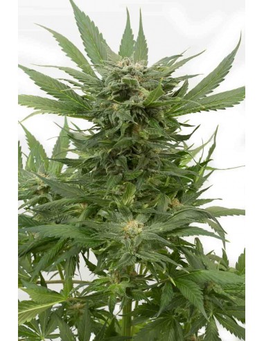 Dinafem - Sour Diesel Auto