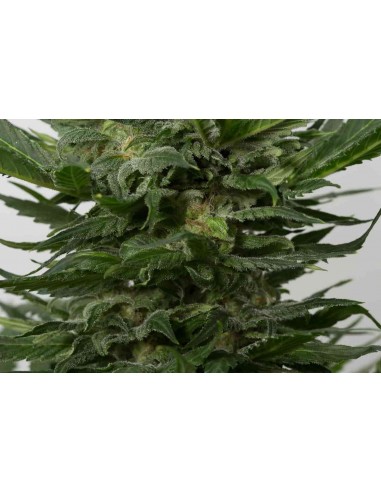 Dinafem - Sour Diesel Auto