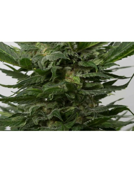 Dinafem - Sour Diesel Auto