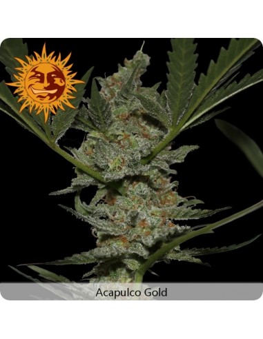Barney's Farm - Acapulco Gold - 3 Semi Femm