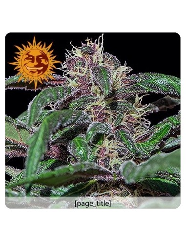 Barney's Farm - Ayahuasca Purple - 3 Semi Femm