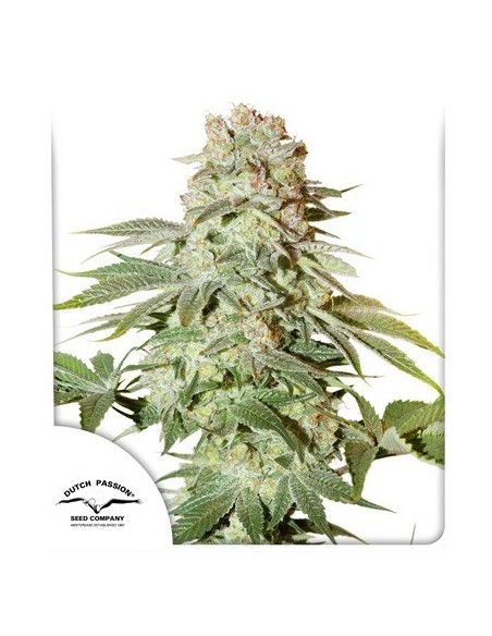 Dutch Passion - Auto Power Plant - 1 Seme Femminizzato - OFFERTA SPECIALE 2X1 fino esaurimento promo