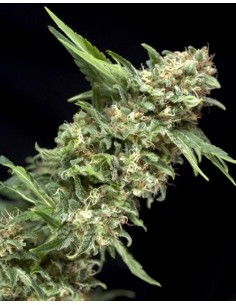 Pyramid Seeds - Alpujarreña - 1 seme