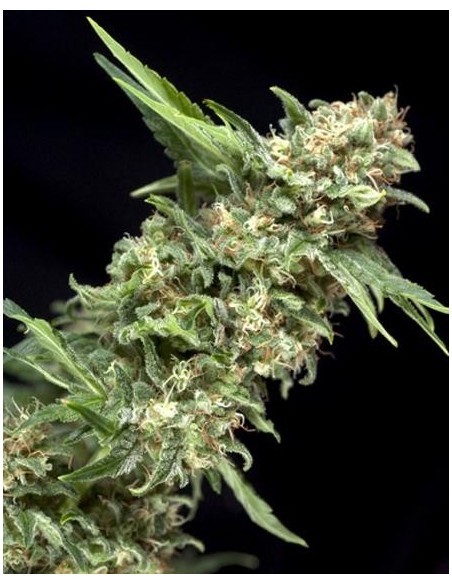 Pyramid Seeds - Alpujarreña - 1 seme