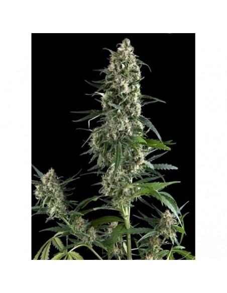 Pyramid Seeds - Amnesia Gold - 1 Seme