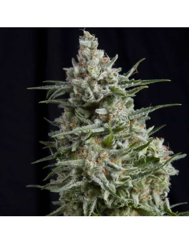 Pyramid Seeds - Anesthesia - 1 Seme