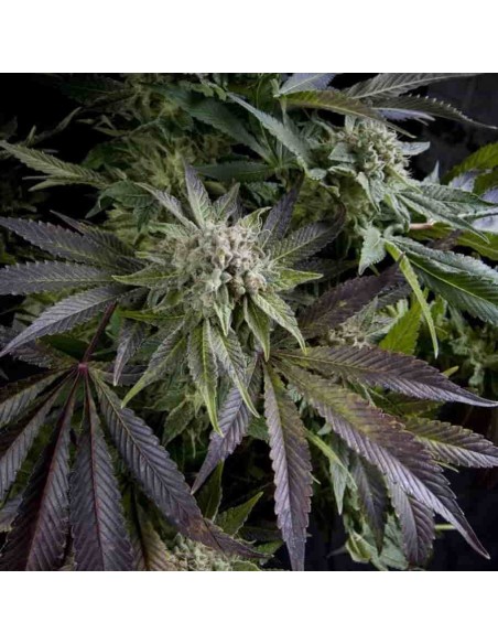 Pyramid Seeds - Blue Pyramid - 1 Seme